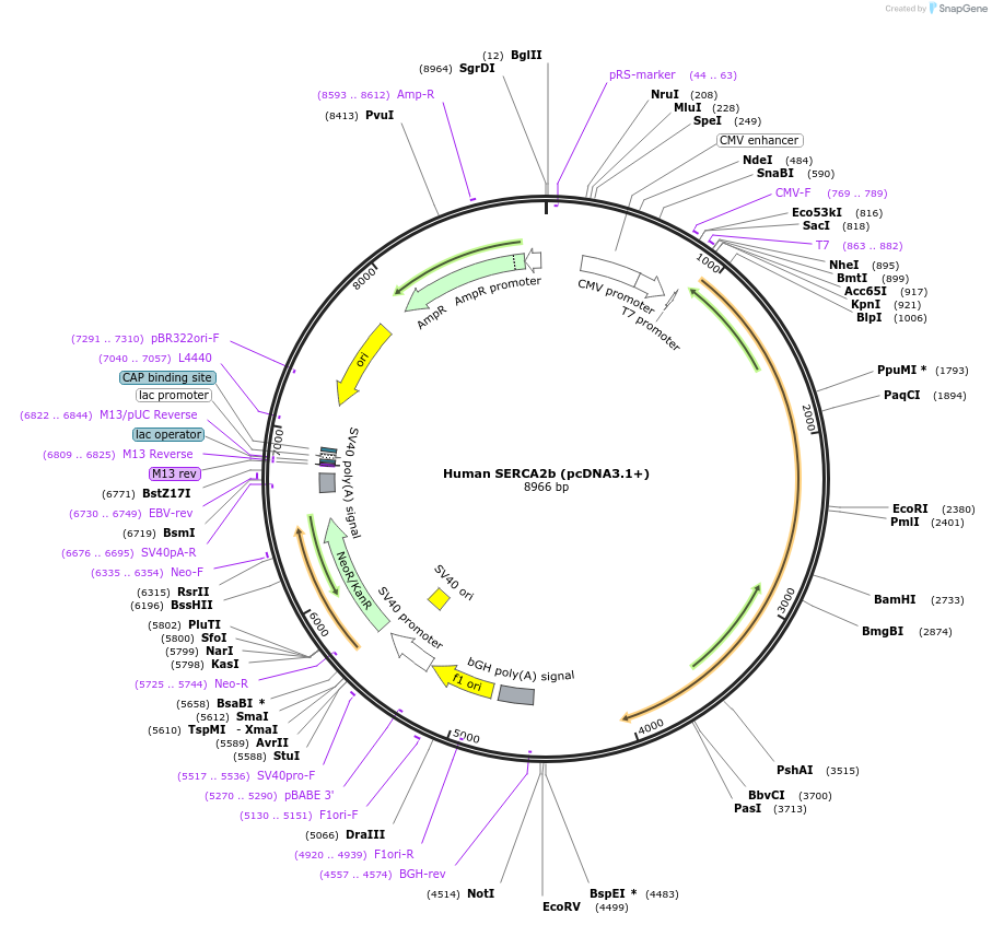 75188-plasmid-map-sequence-id-490456