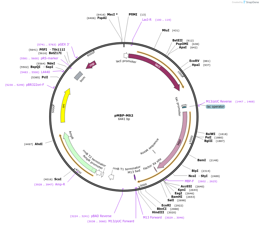 65104-plasmid-map-sequence-id-490459