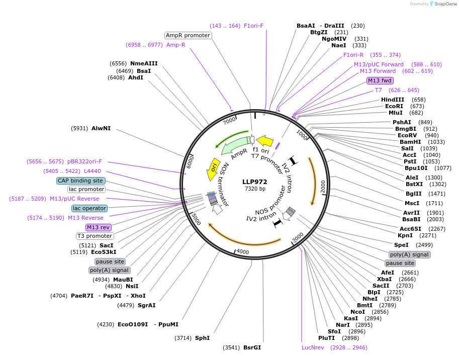 239894-plasmid-map-sequence-id-490460