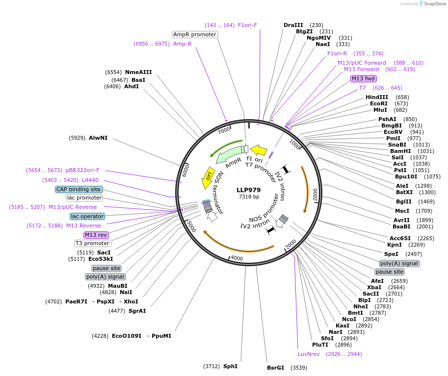 239901-plasmid-map-sequence-id-490465