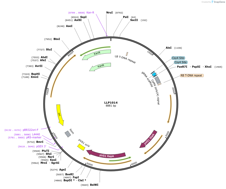 239936-plasmid-map-sequence-id-490469