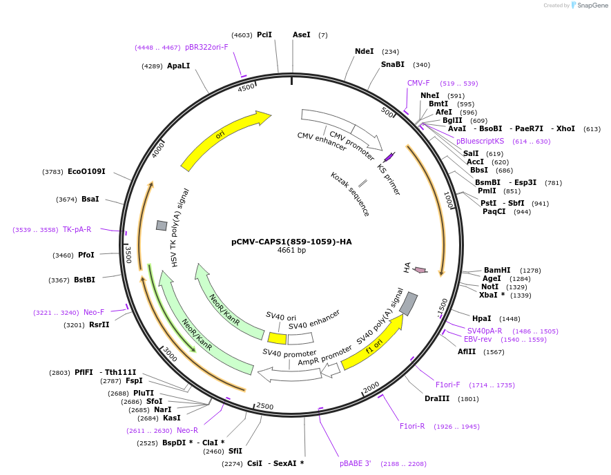 245354-plasmid-map-sequence-id-490470