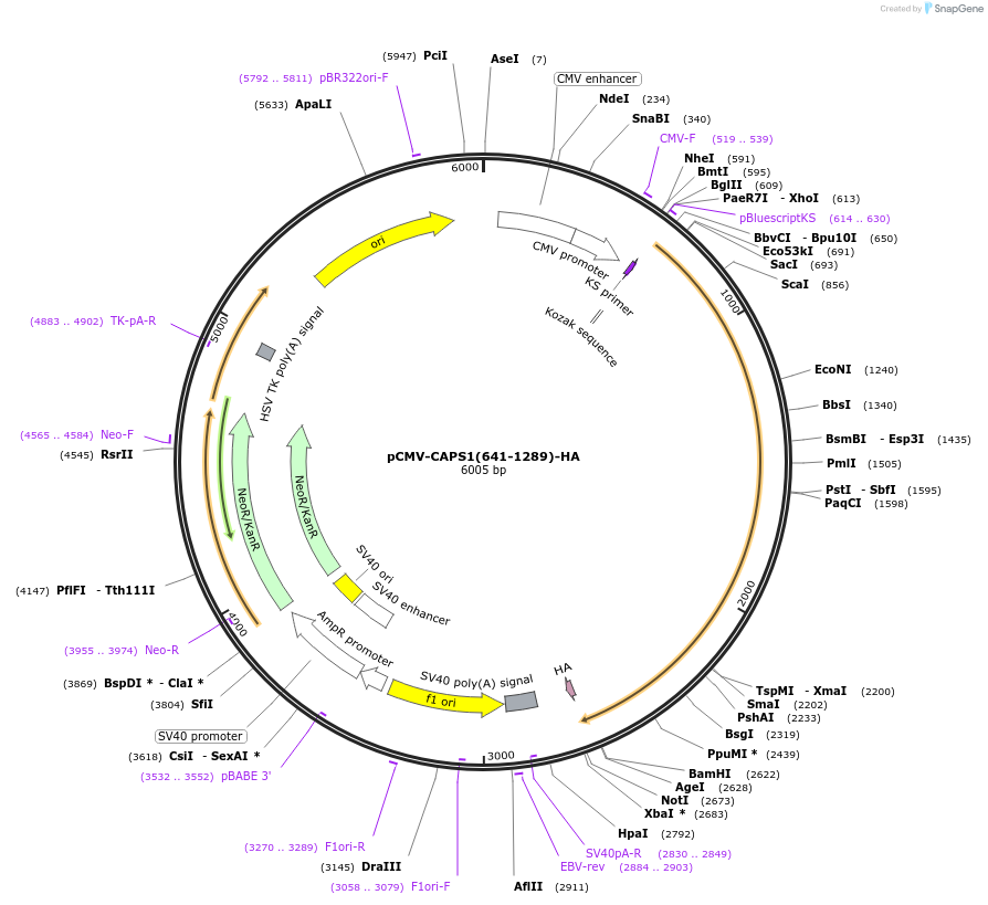 245353-plasmid-map-sequence-id-490472
