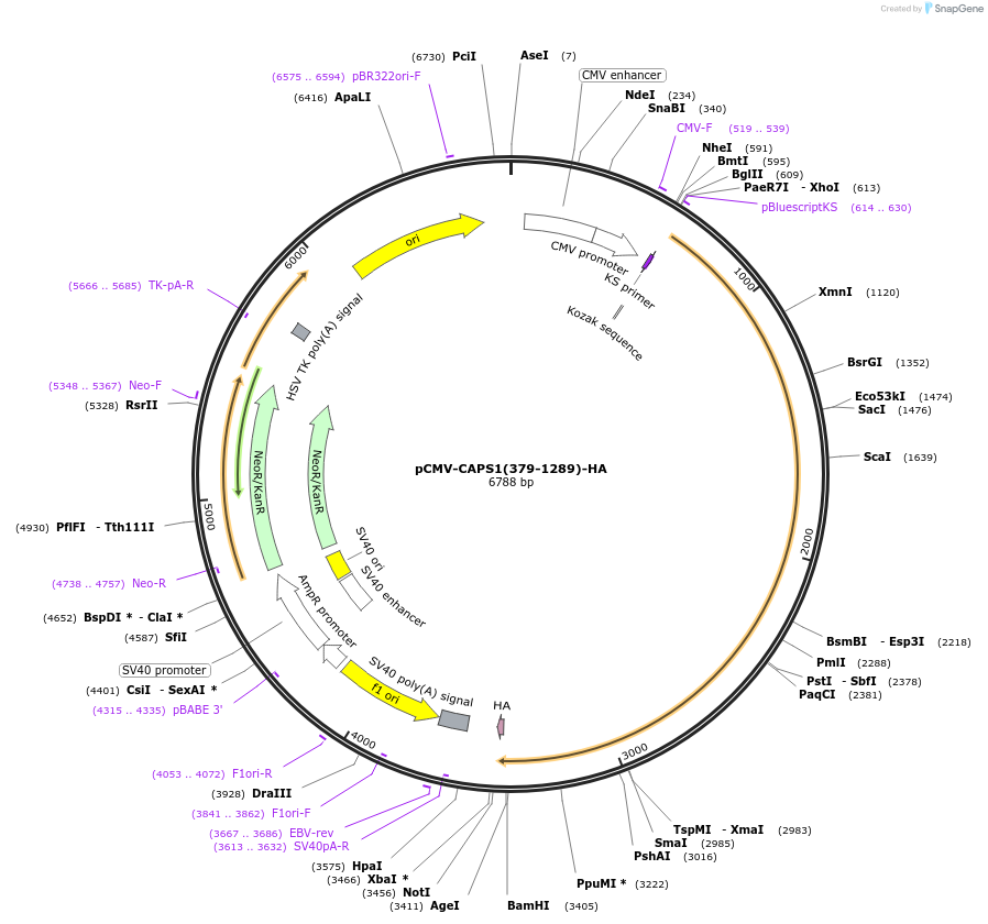 245352-plasmid-map-sequence-id-490474
