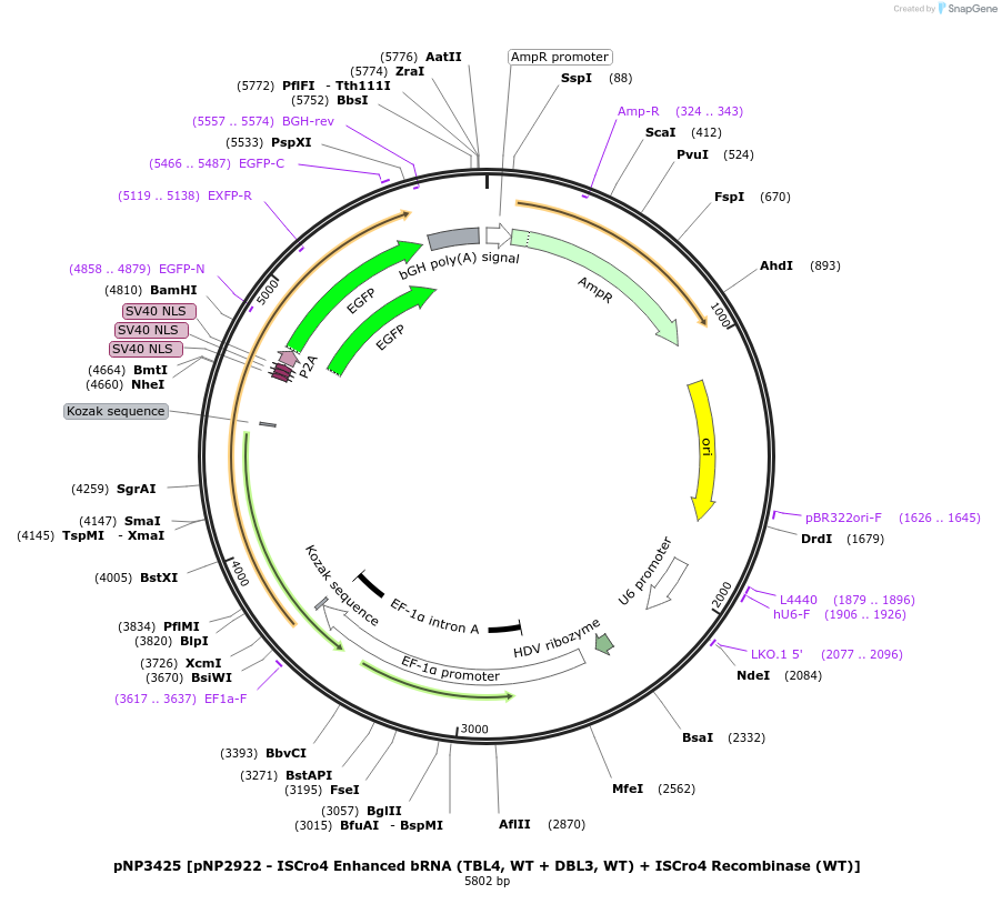 247262-plasmid-map-sequence-id-490480