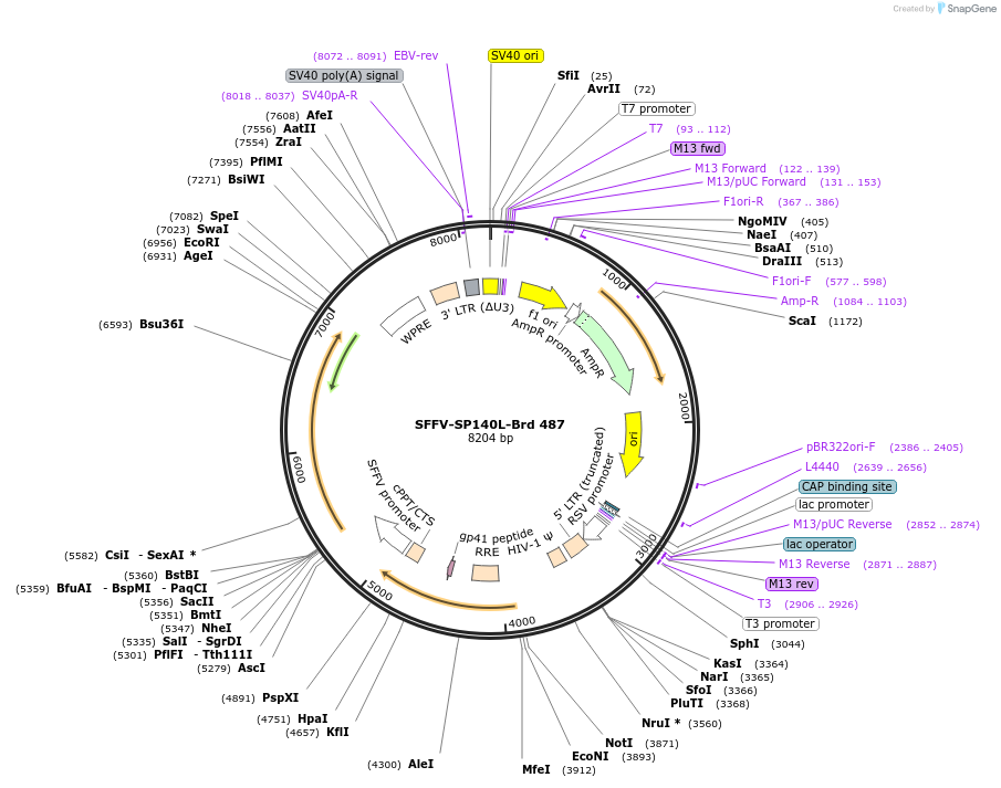 219385-plasmid-map-sequence-id-490563