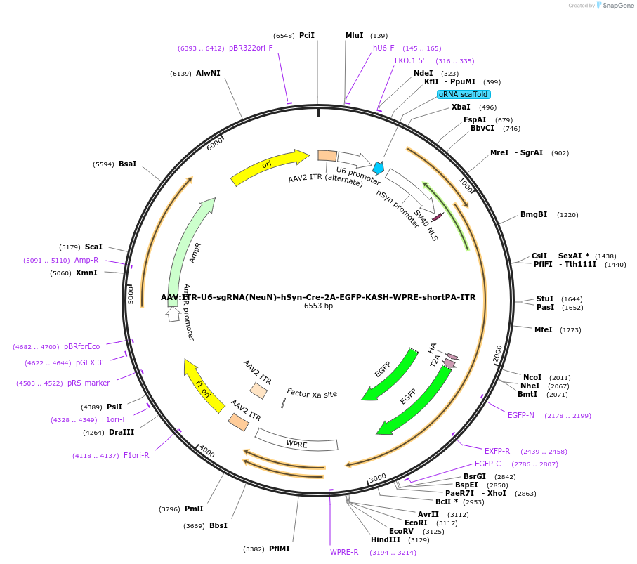 60230-plasmid-map-sequence-id-490567