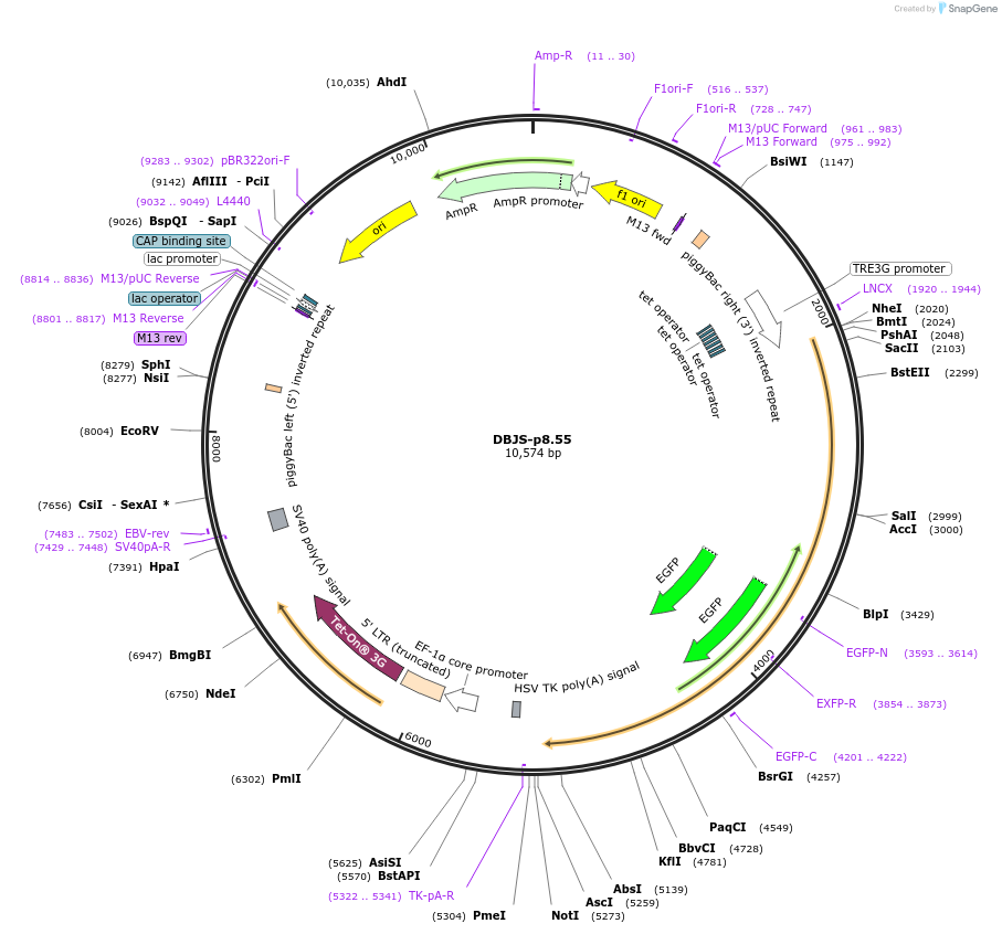246900-plasmid-map-sequence-id-490575