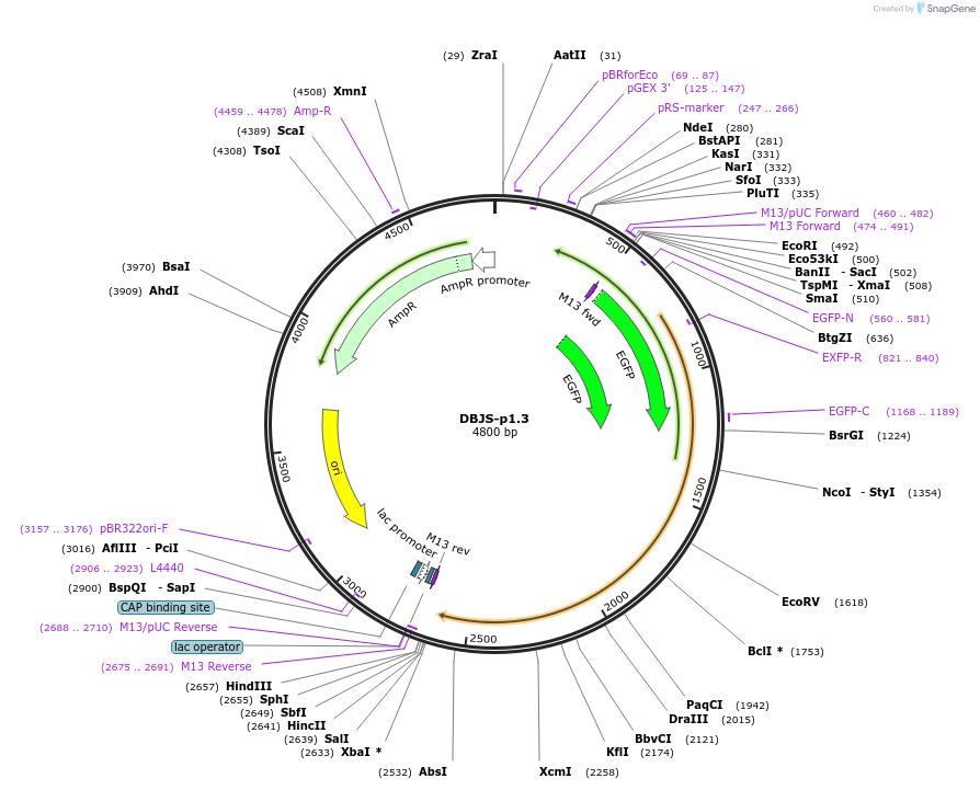 246884-plasmid-map-sequence-id-490583