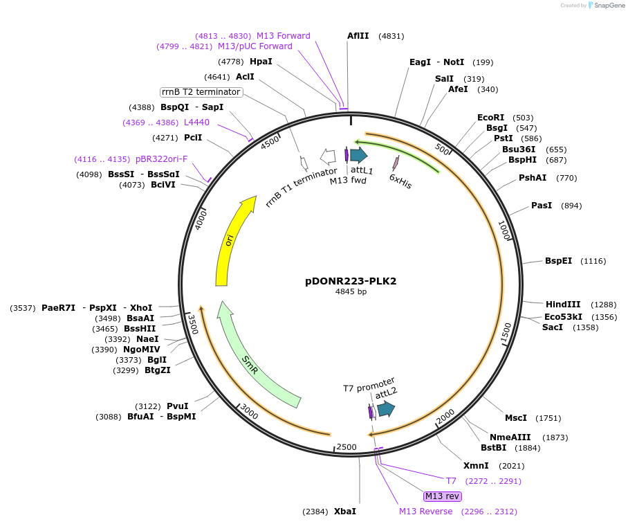 23691-plasmid-map-sequence-id-490584