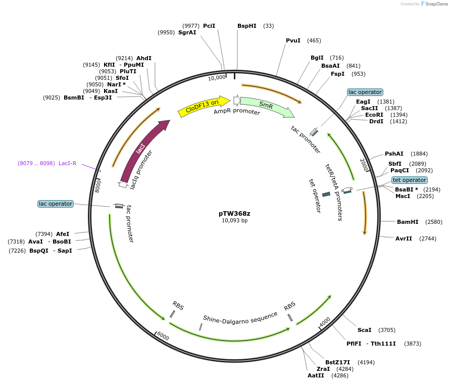 246581-plasmid-map-sequence-id-490599