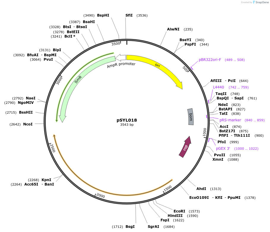 246594-plasmid-map-sequence-id-490610