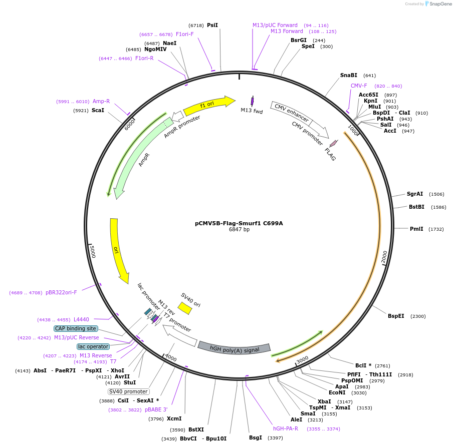 11753-plasmid-map-sequence-id-490611
