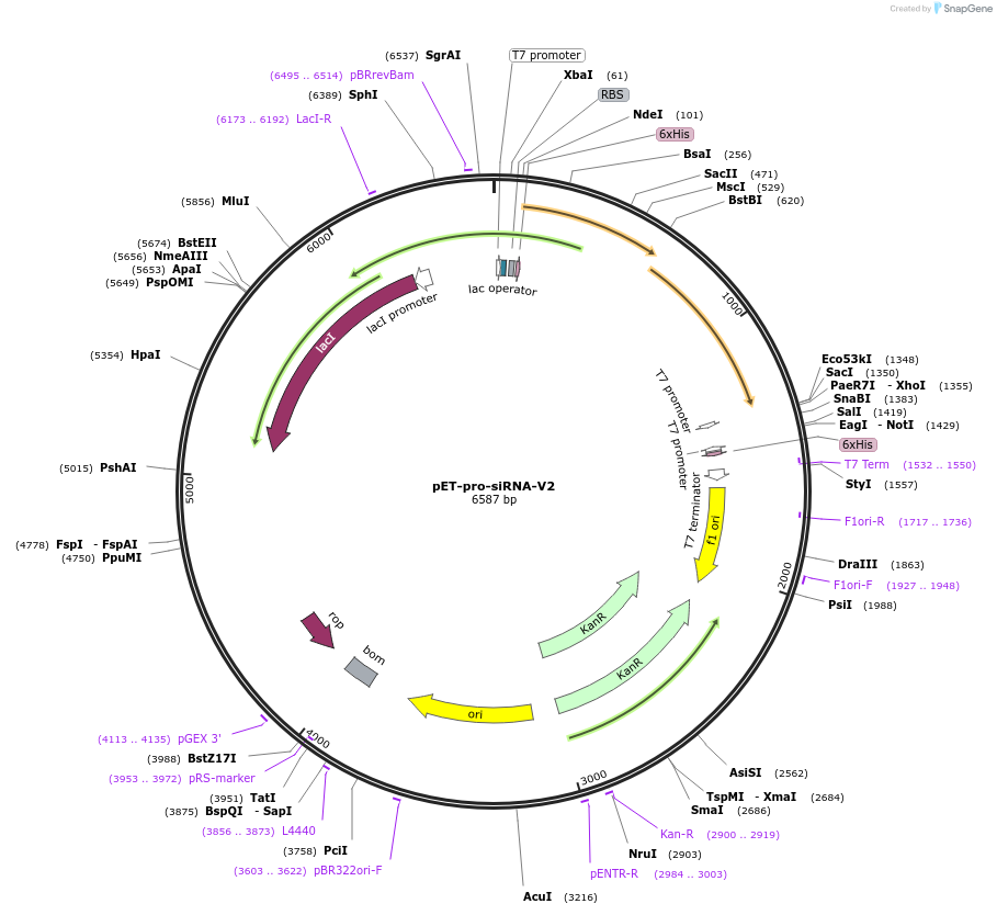 111086-plasmid-map-sequence-id-490612