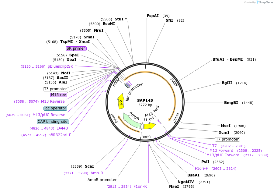 11239-plasmid-map-sequence-id-490657