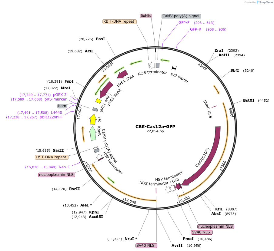 246533-plasmid-map-sequence-id-490708