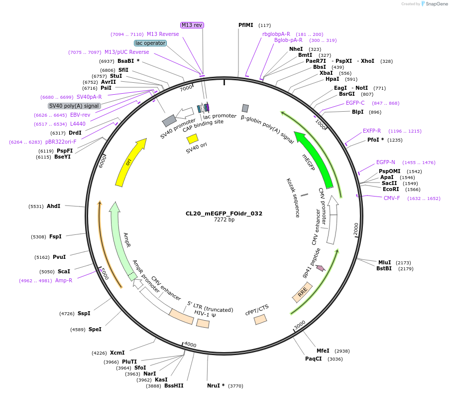 244584-plasmid-map-sequence-id-490713