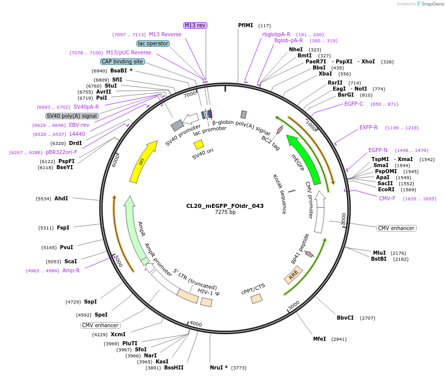 244595-plasmid-map-sequence-id-490714