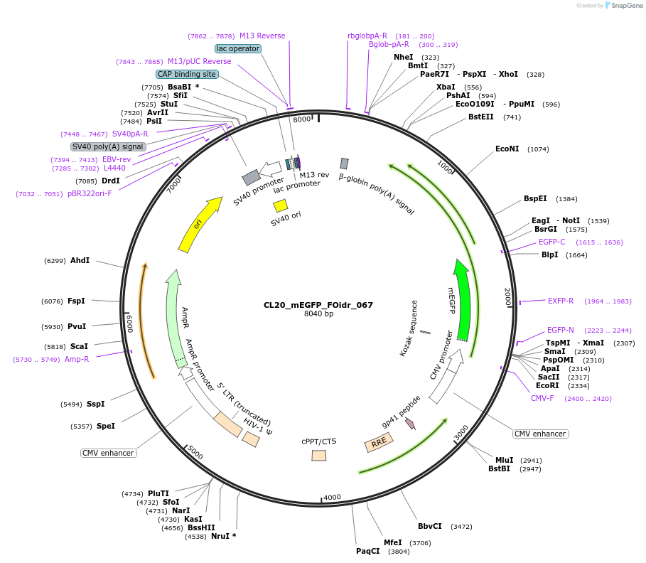 244619-plasmid-map-sequence-id-490722