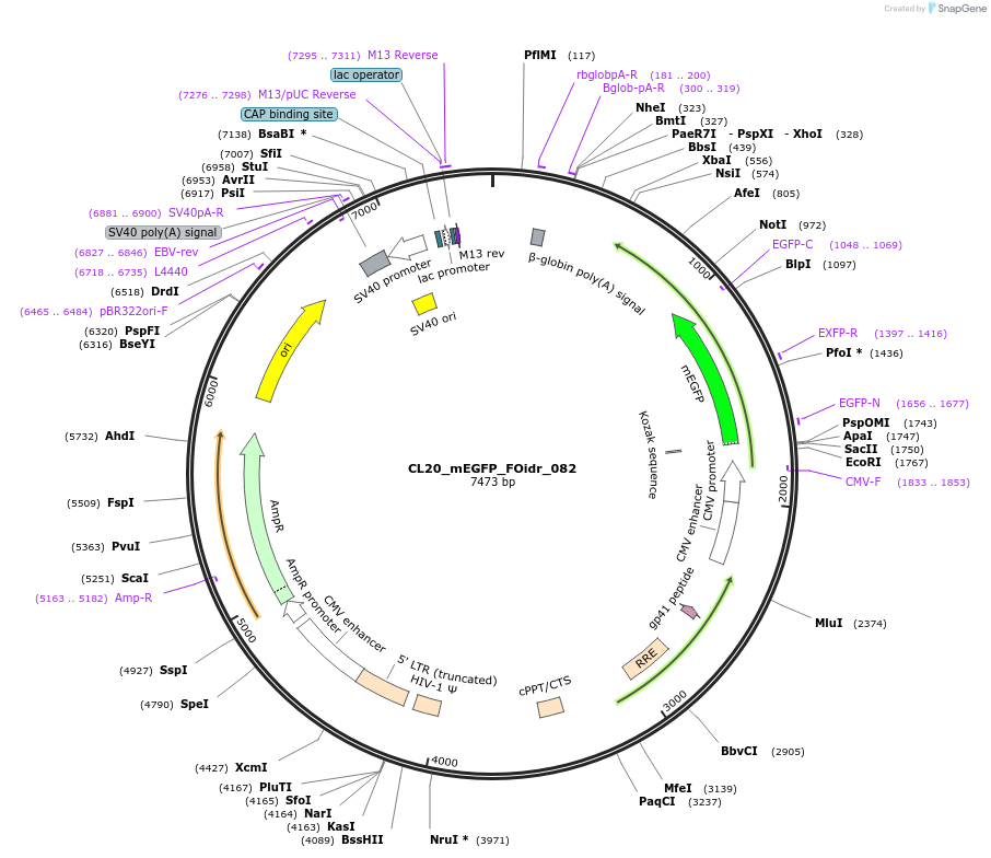 244634-plasmid-map-sequence-id-490724
