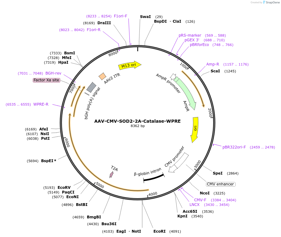 67635-plasmid-map-sequence-id-490726