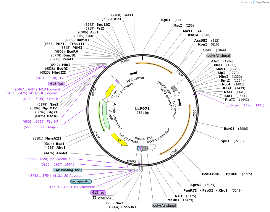 239893-plasmid-map-sequence-id-490739