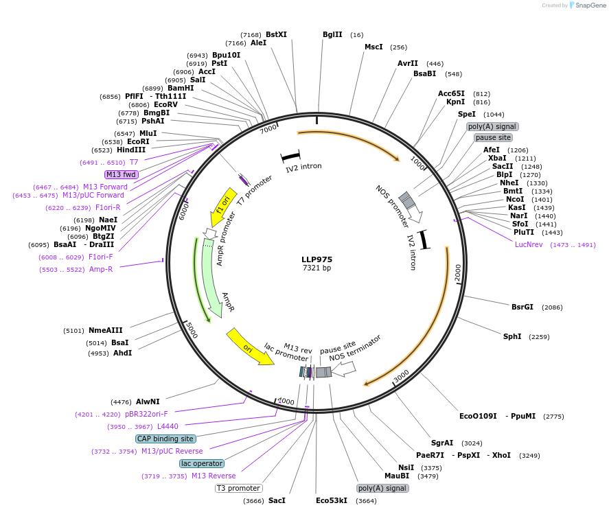 239897-plasmid-map-sequence-id-490742