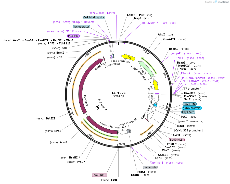 239945-plasmid-map-sequence-id-490744