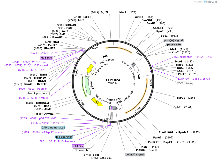 239946-plasmid-map-sequence-id-490745