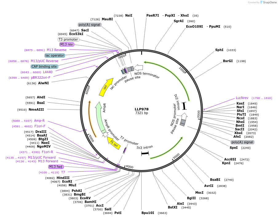 239900-plasmid-map-sequence-id-490747