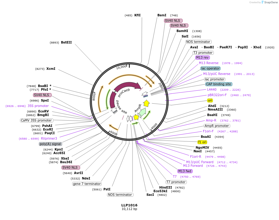239938-plasmid-map-sequence-id-490748