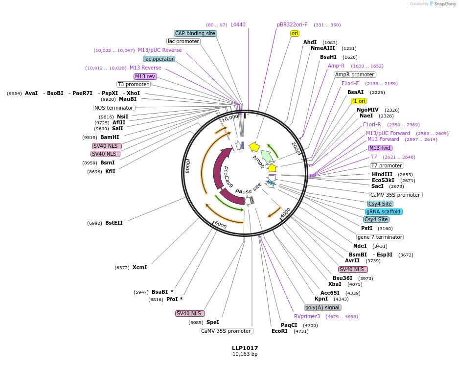 239939-plasmid-map-sequence-id-490749