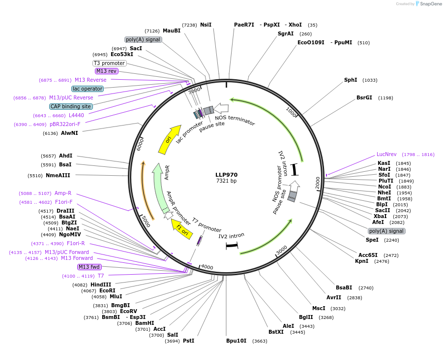 239892-plasmid-map-sequence-id-490751