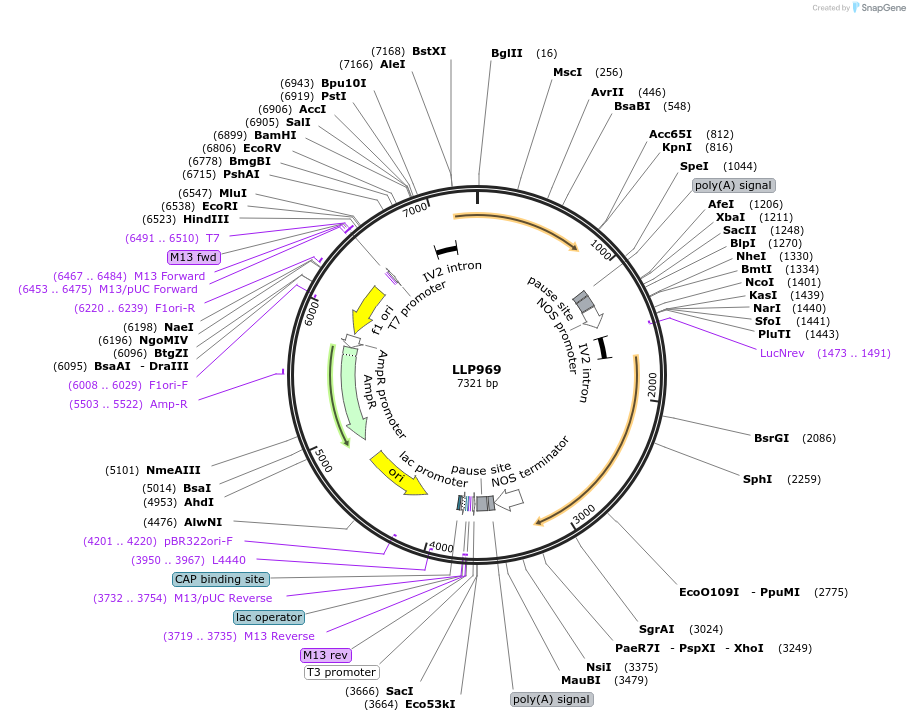 239891-plasmid-map-sequence-id-490752
