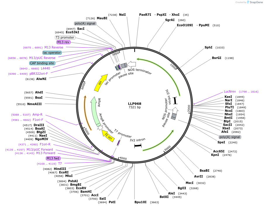 239890-plasmid-map-sequence-id-490753