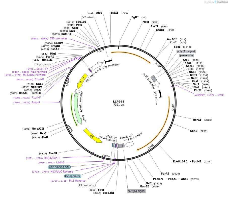 239887-plasmid-map-sequence-id-490754