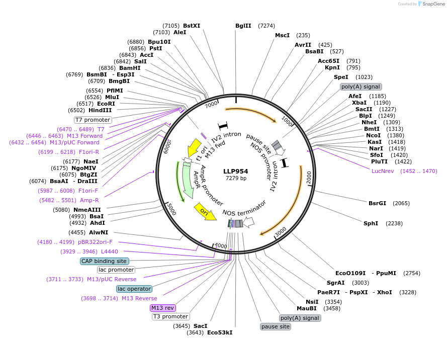 239876-plasmid-map-sequence-id-490757