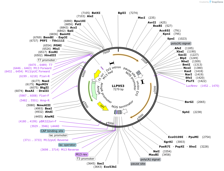239875-plasmid-map-sequence-id-490758