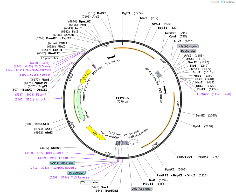 239878-plasmid-map-sequence-id-490760