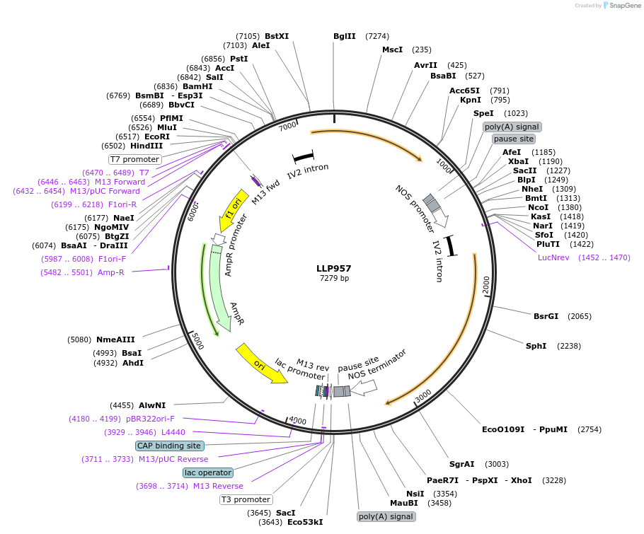 239879-plasmid-map-sequence-id-490761