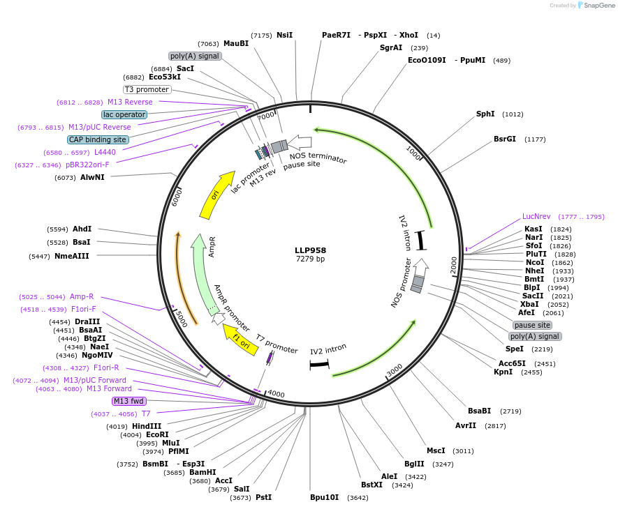239880-plasmid-map-sequence-id-490762