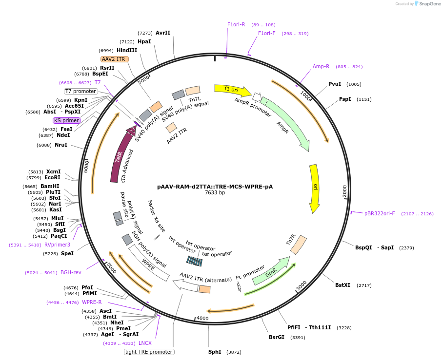 63931-plasmid-map-sequence-id-490776