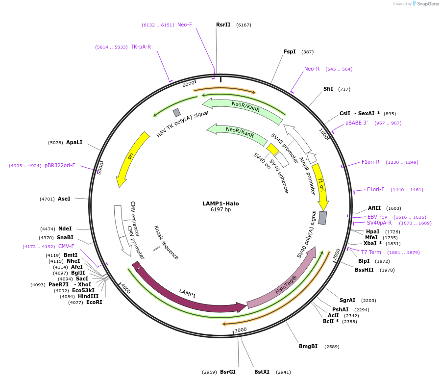 221655-plasmid-map-sequence-id-490777