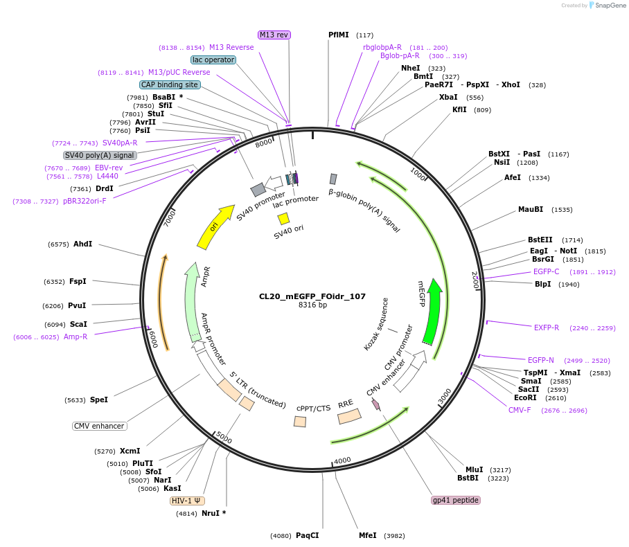 244659-plasmid-map-sequence-id-490780