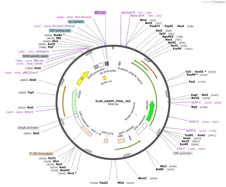 244734-plasmid-map-sequence-id-490786