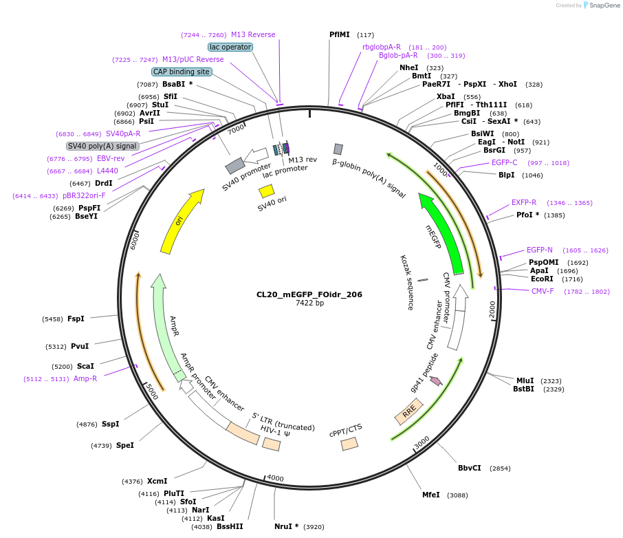 244758-plasmid-map-sequence-id-490790