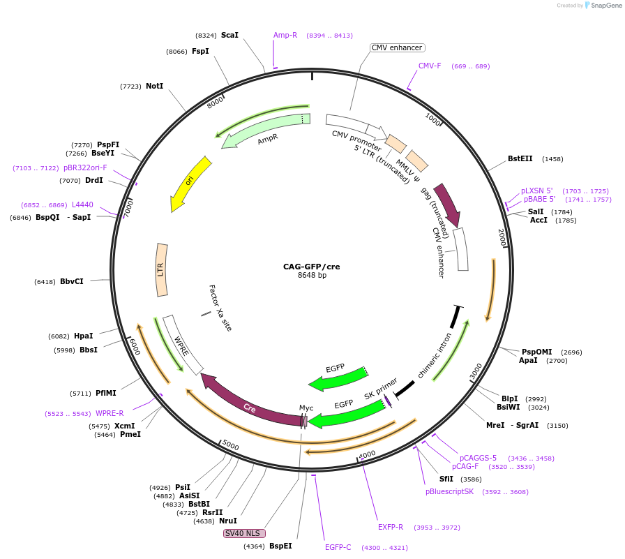 49054-plasmid-map-sequence-id-490793