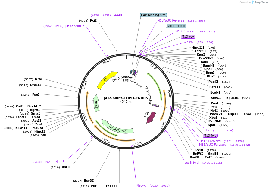 35970-plasmid-map-sequence-id-490852