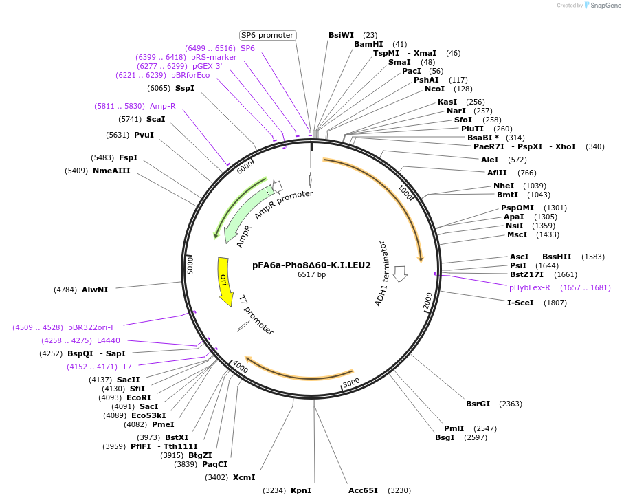 240969-plasmid-map-sequence-id-490855
