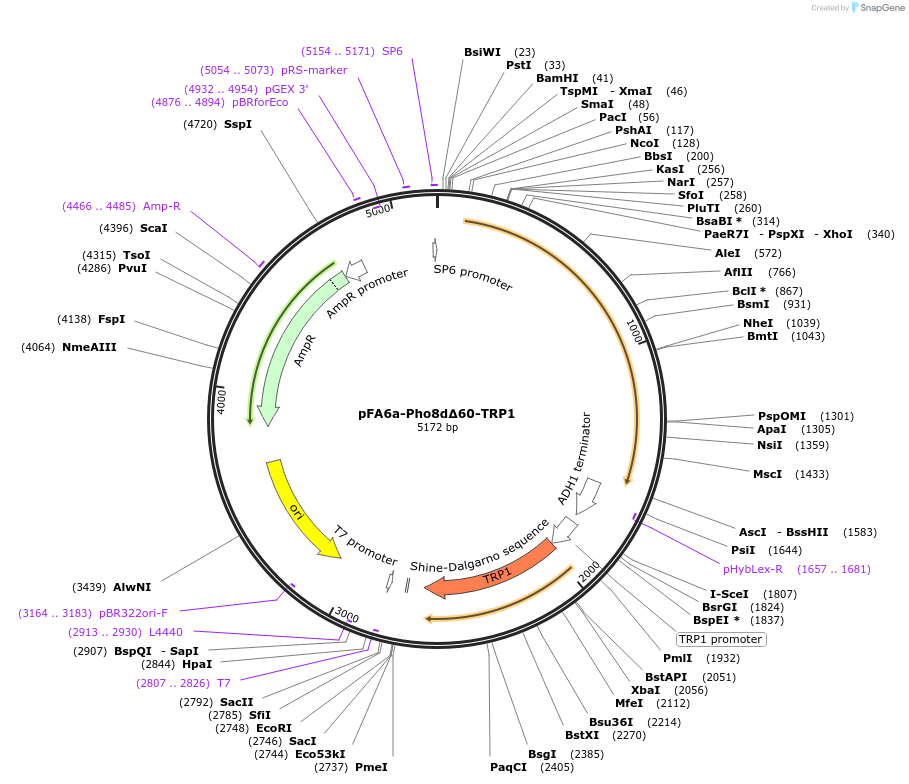 240968-plasmid-map-sequence-id-490856